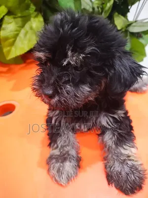 0-1 mois Femme Pure race Bichon Frise