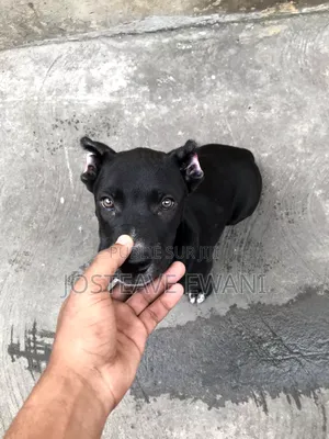 1-3 mois Femme Pure race American Pit Bull Terrier