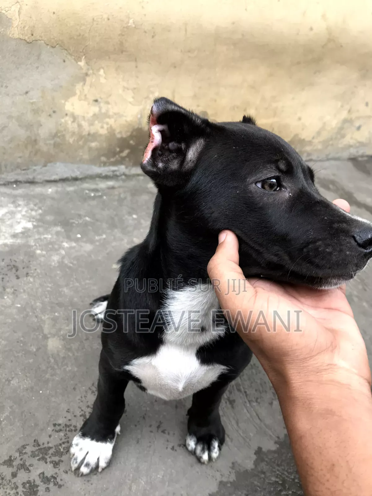1-3 mois Femme Pure race American Pit Bull Terrier