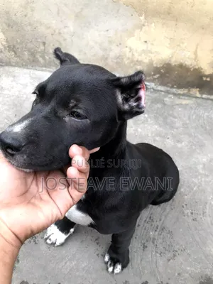 1-3 mois Femme Pure race American Pit Bull Terrier
