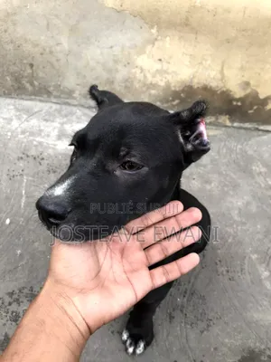1-3 mois Femme Pure race American Pit Bull Terrier