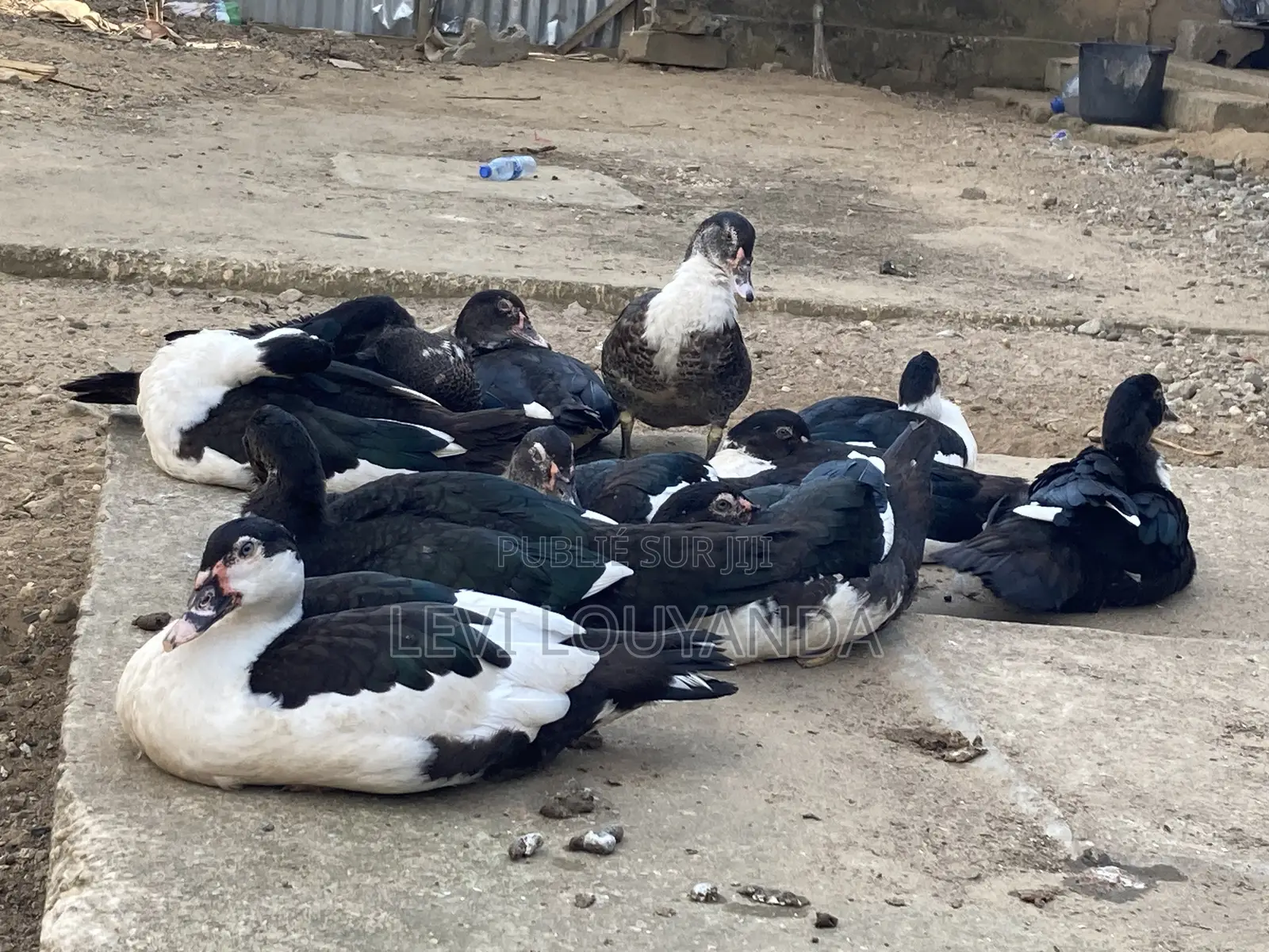 Vente De Canard