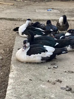 Vente De Canard