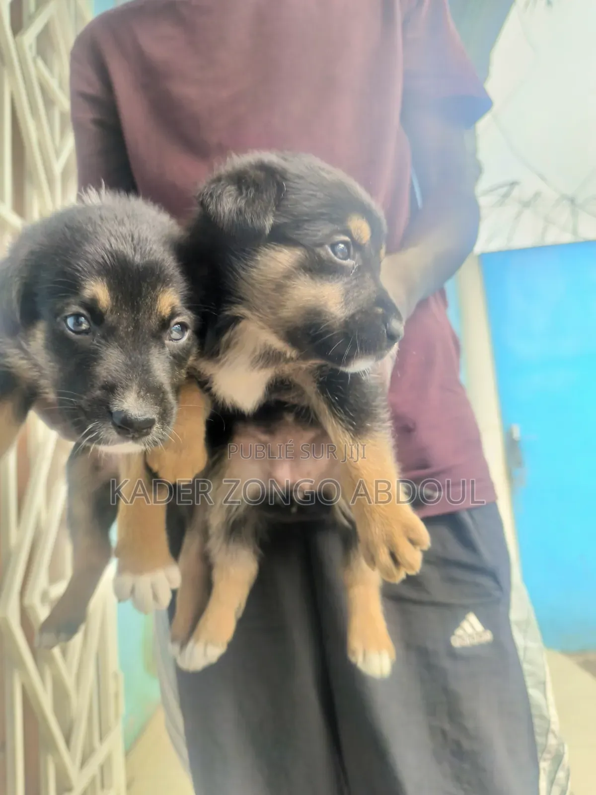 0-1 mois Homme Race mixte Rottweiler