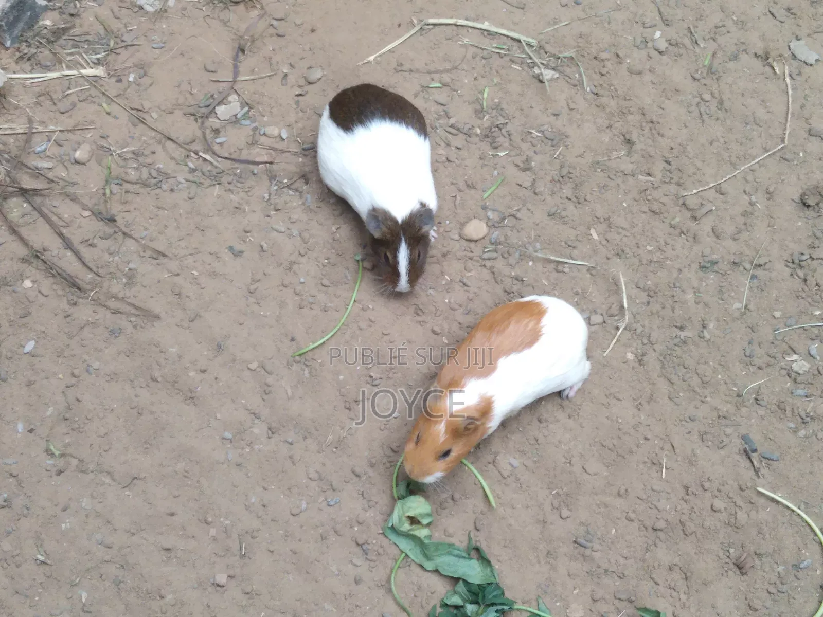 Cobayes Couples Mal Et Femelle