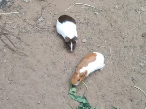 Cobayes Couples Mal Et Femelle