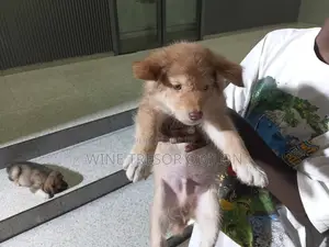 0-1 mois Homme Race mixte Siberian Husky