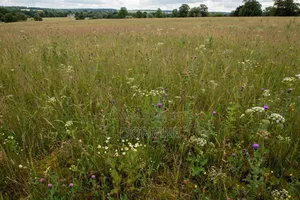 Terrain À Vendre