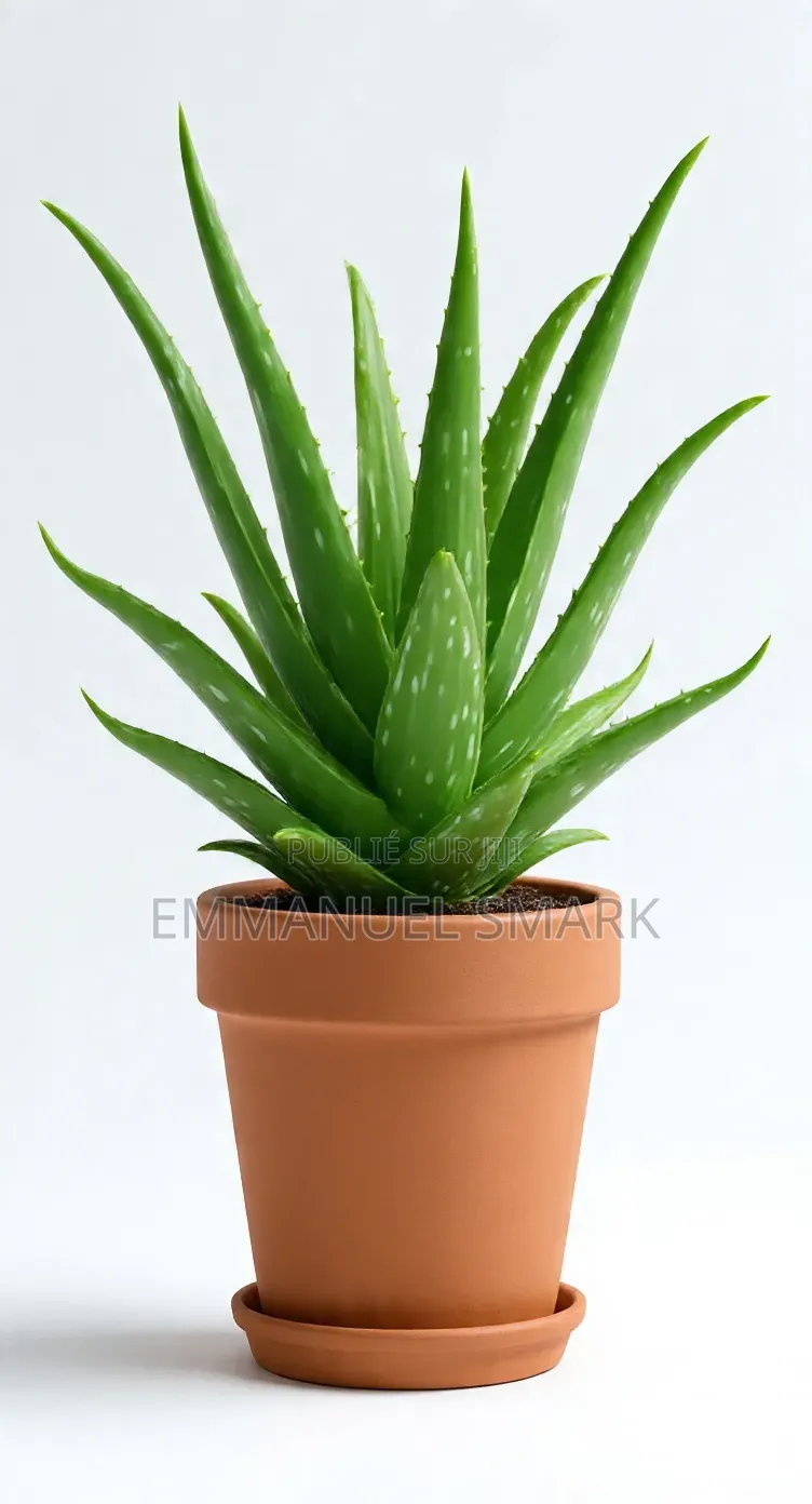 Plante d'Alovera