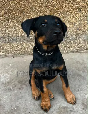 1-3 mois Homme Pure race Rottweiler