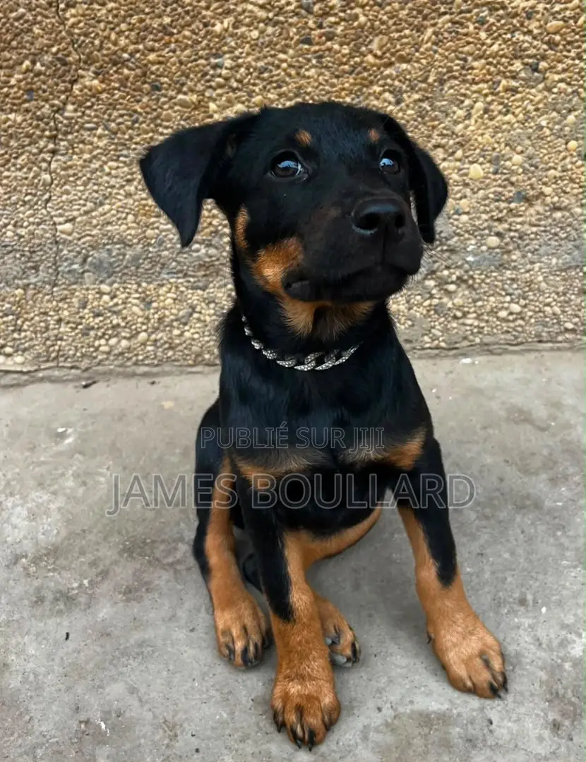 1-3 mois Homme Pure race Rottweiler