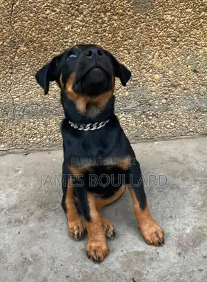 1-3 mois Homme Pure race Rottweiler
