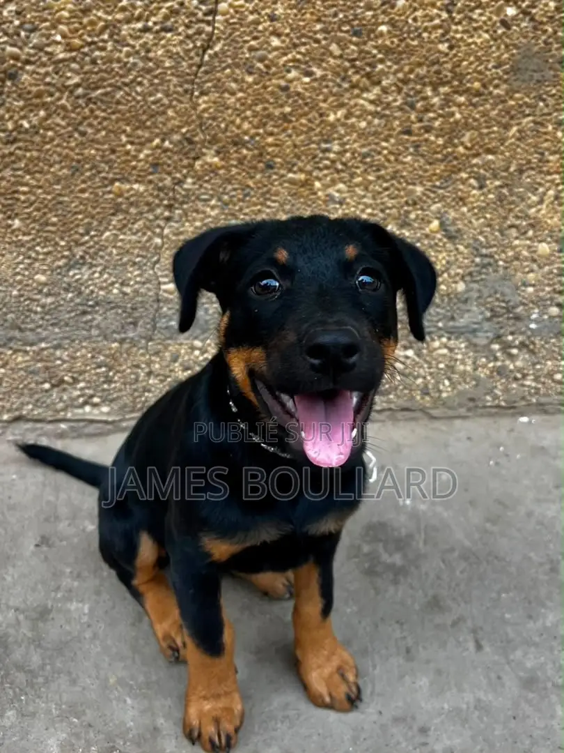 1-3 mois Homme Pure race Rottweiler