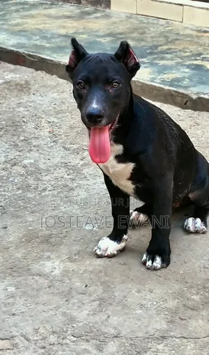 1-3 mois Femme Pure race American Pit Bull Terrier