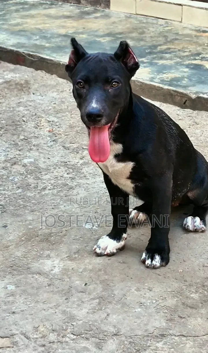 1-3 mois Femme Pure race American Pit Bull Terrier