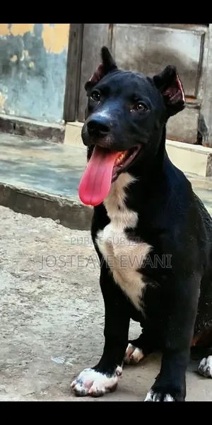 1-3 mois Femme Pure race American Pit Bull Terrier