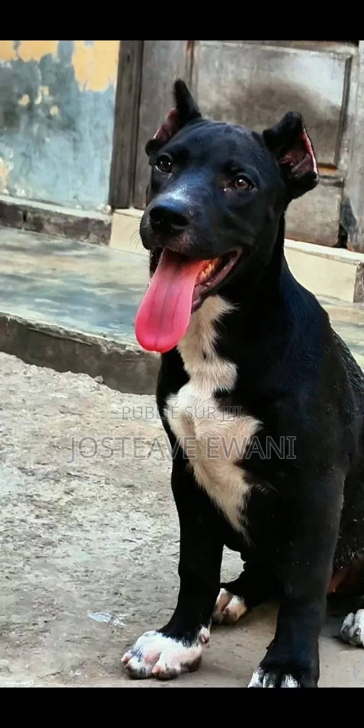 1-3 mois Femme Pure race American Pit Bull Terrier