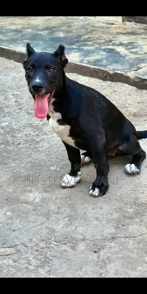 1-3 mois Femme Pure race American Pit Bull Terrier