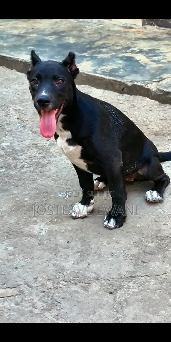 1-3 mois Femme Pure race American Pit Bull Terrier