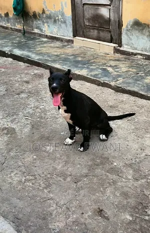 1-3 mois Femme Pure race American Pit Bull Terrier