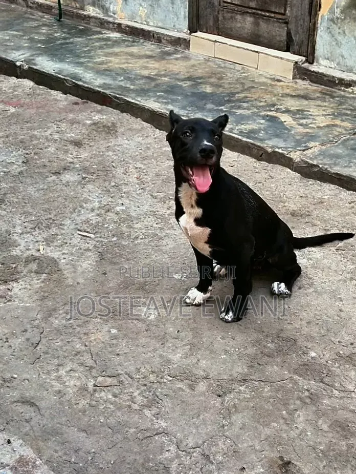 1-3 mois Femme Pure race American Pit Bull Terrier