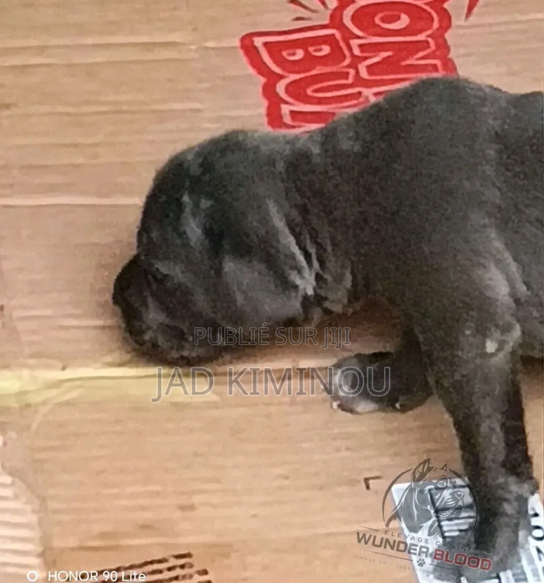 0-1 mois Homme Pure race Cane Corso