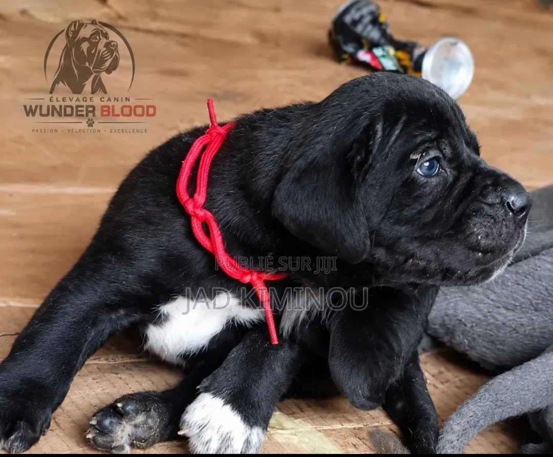 0-1 mois Homme Pure race Cane Corso