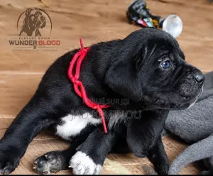 0-1 mois Homme Pure race Cane Corso