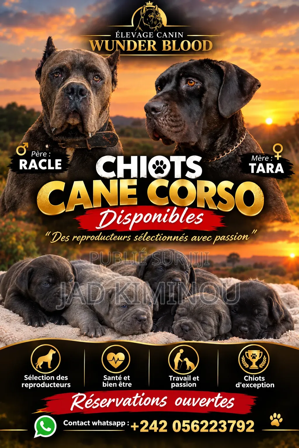 0-1 mois Homme Pure race Cane Corso