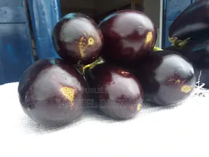 Aubergine Violette D'afrique