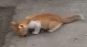 1-3 mois Femme Race mixte Siberian