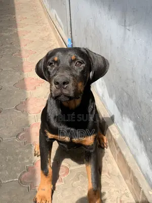 3-6 mois Femme Pure race Rottweiler