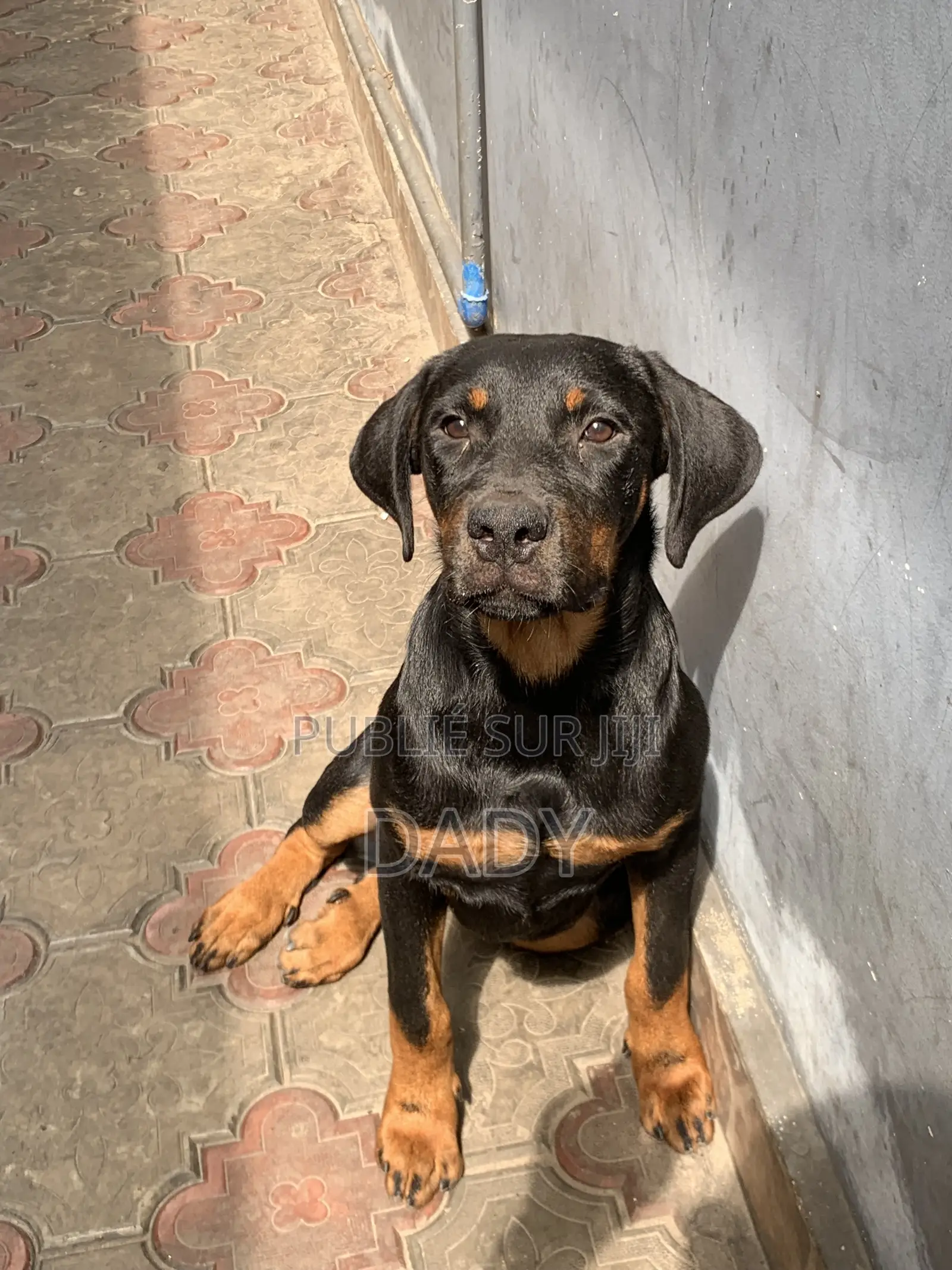 3-6 mois Femme Pure race Rottweiler