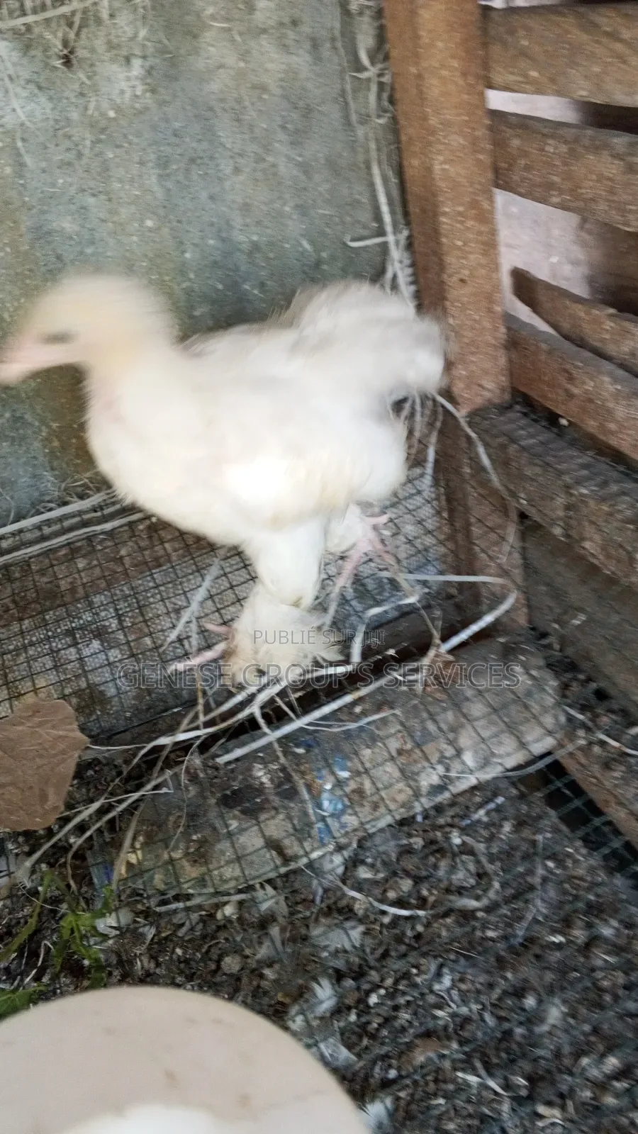 Brahmas De Race Pure a Vendre