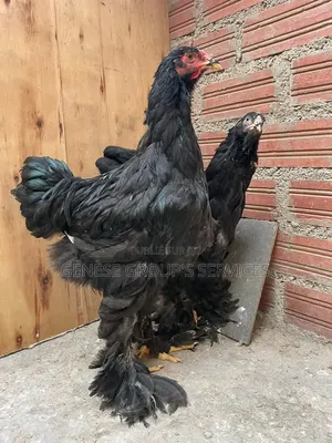 Brahmas De Race Pure a Vendre