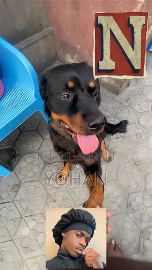 0-1 mois Homme Pure race Rottweiler