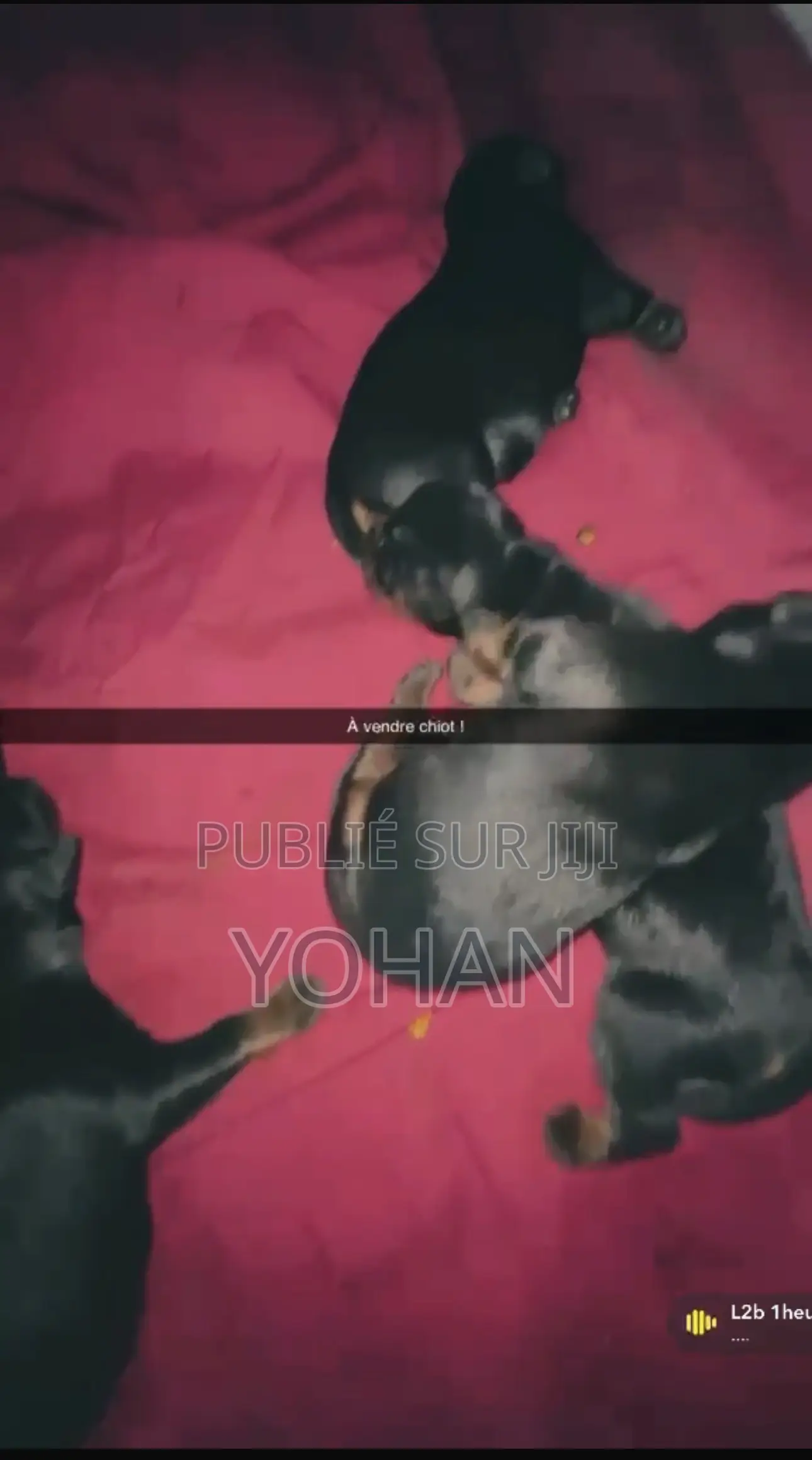 0-1 mois Homme Pure race Rottweiler
