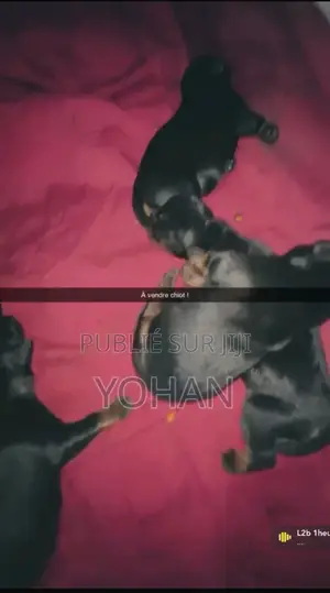 0-1 mois Homme Pure race Rottweiler