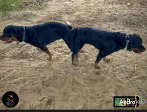 0-1 mois Homme Pure race Rottweiler