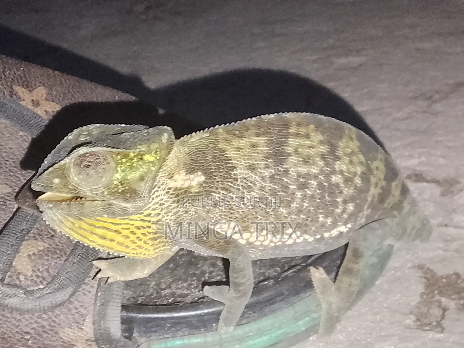 Caméléon a Vendre Vivant