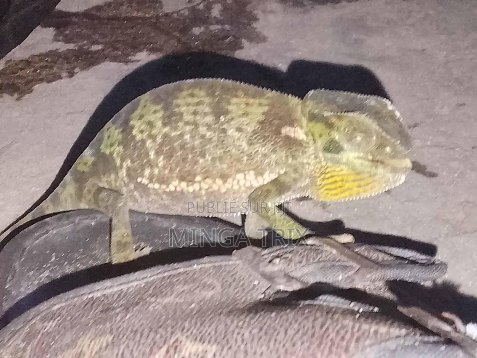 Caméléon a Vendre Vivant