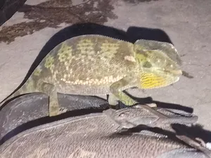 Caméléon a Vendre Vivant