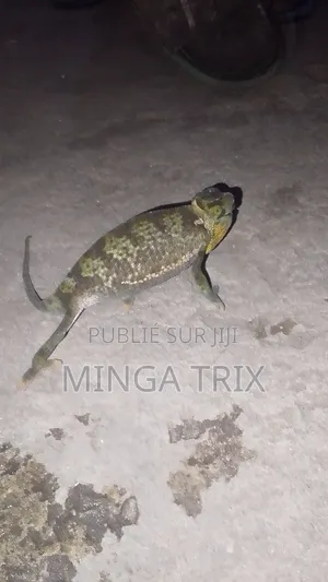Caméléon a Vendre Vivant