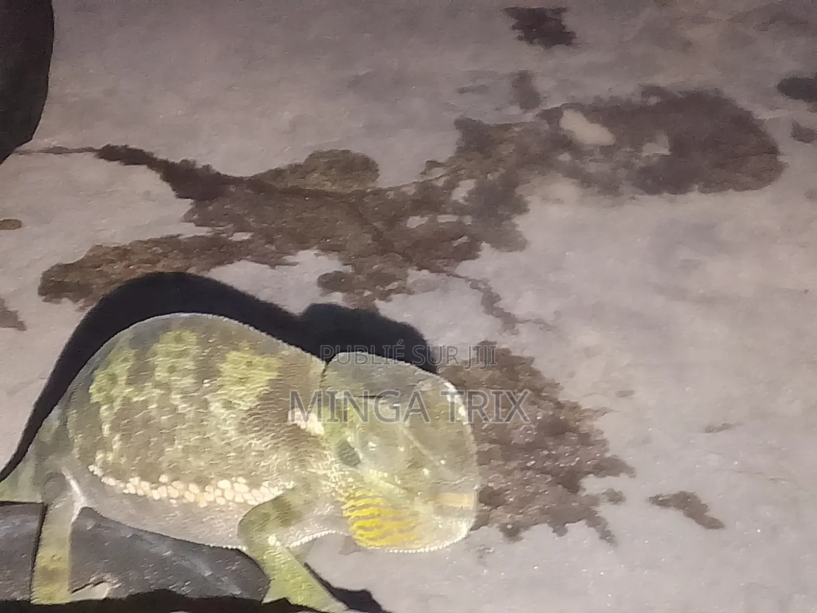 Caméléon a Vendre Vivant