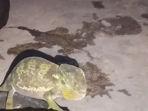 Caméléon a Vendre Vivant