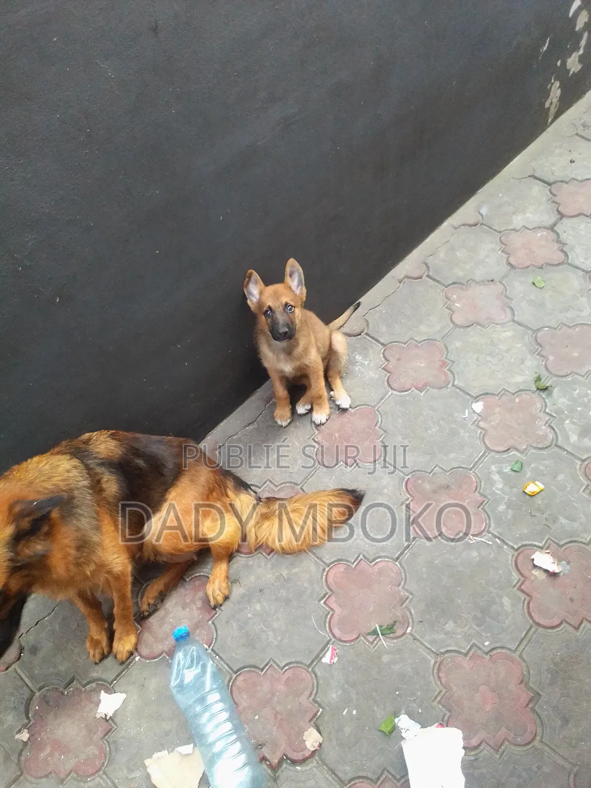 1-3 mois Homme Race mixte Belgian Sheepdog