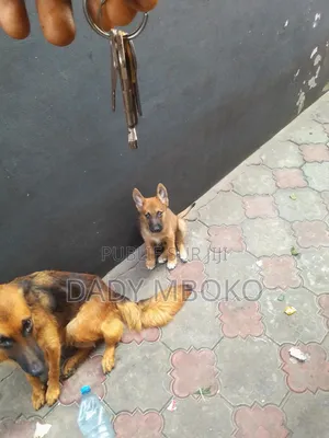 1-3 mois Homme Race mixte Belgian Sheepdog