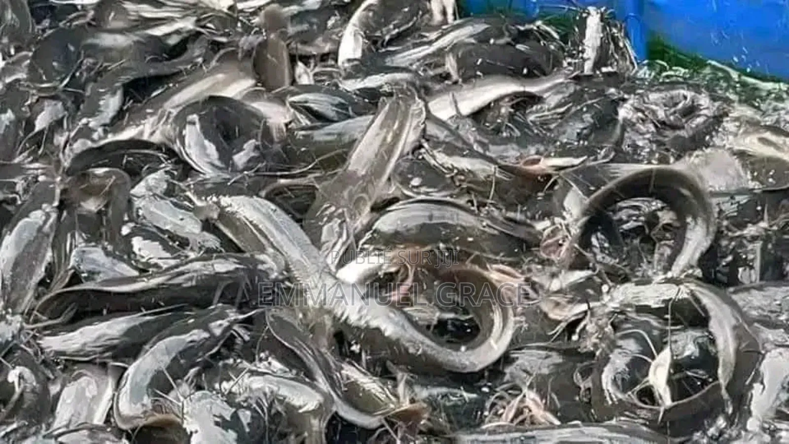 Vente Poissons d'Eau Douce Et De Mère