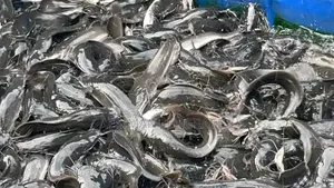 Vente Poissons d'Eau Douce Et De Mère