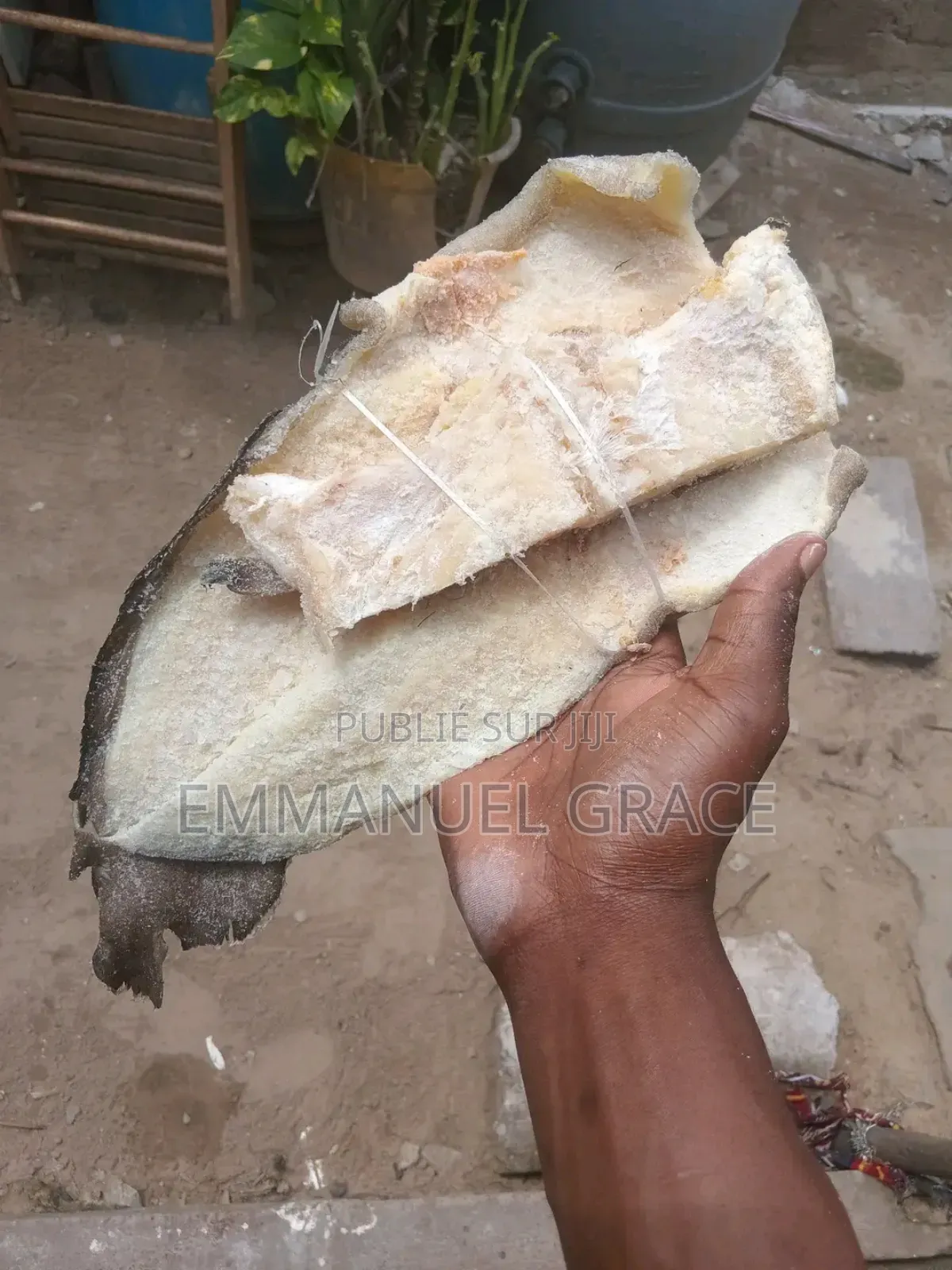 Vente Poissons d'Eau Douce Et De Mère